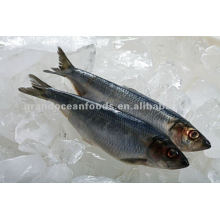 Frozen herring fish fillet
